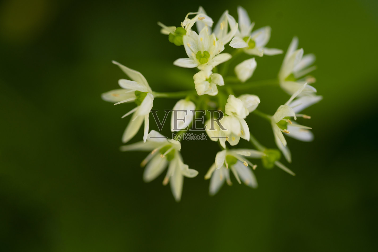背景模糊的野生蒜花照片摄影图片