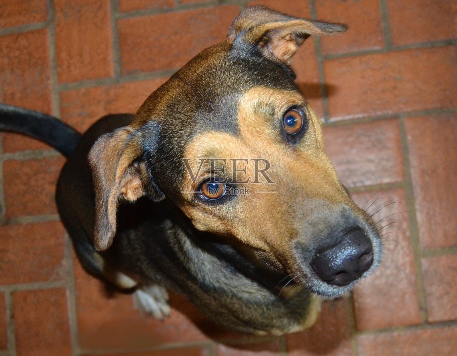 狗看着他的主人照片摄影图片