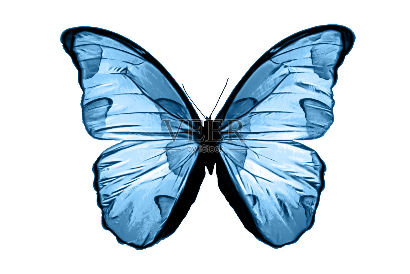 蓝色的蝴蝶孤立在白色的背景上。热带蛾。设计的昆虫。水彩颜料照片摄影图片