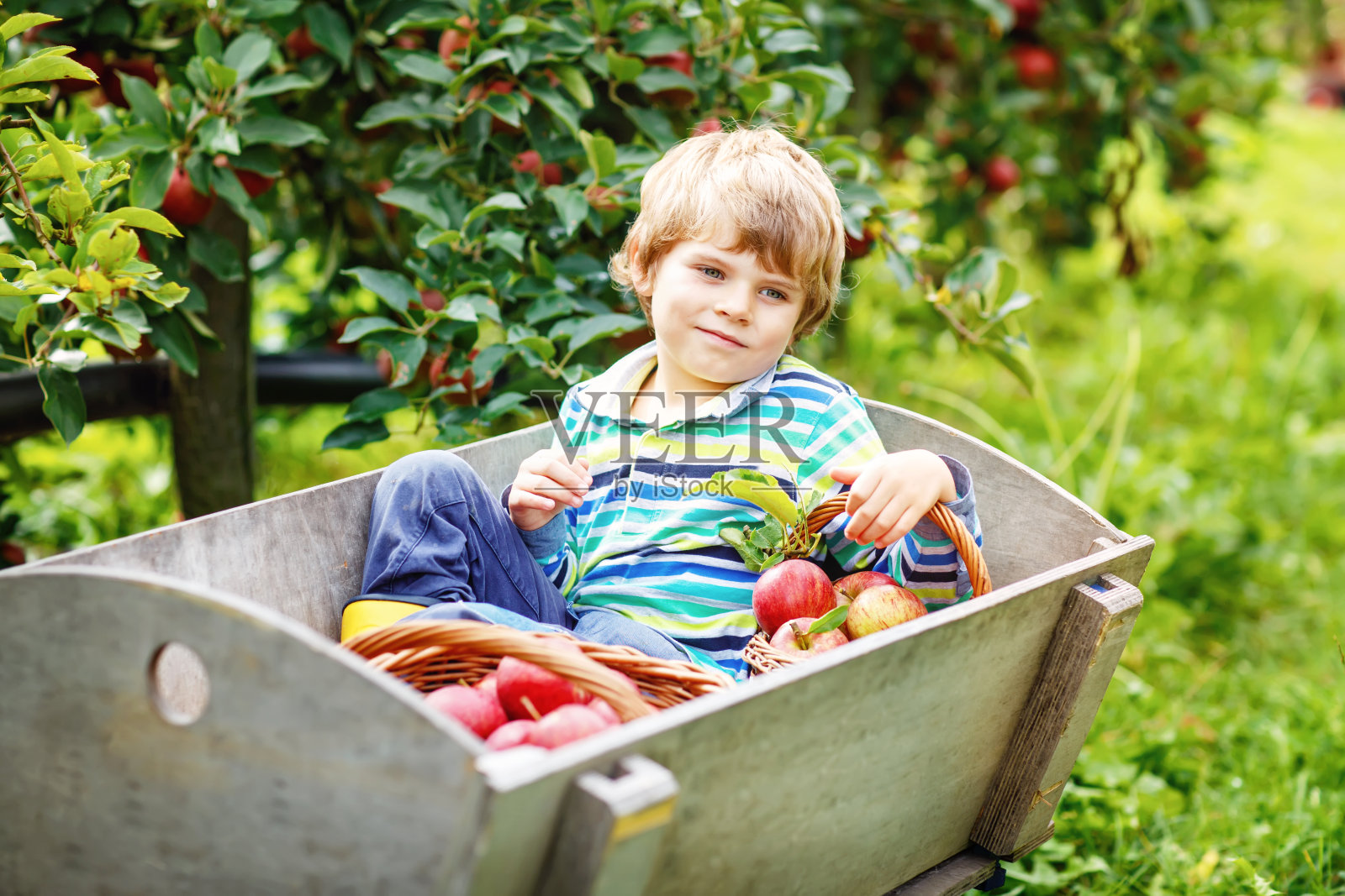 活泼快乐的金发男孩采摘和吃红苹果在有机农场,秋天的户外照片摄影图片