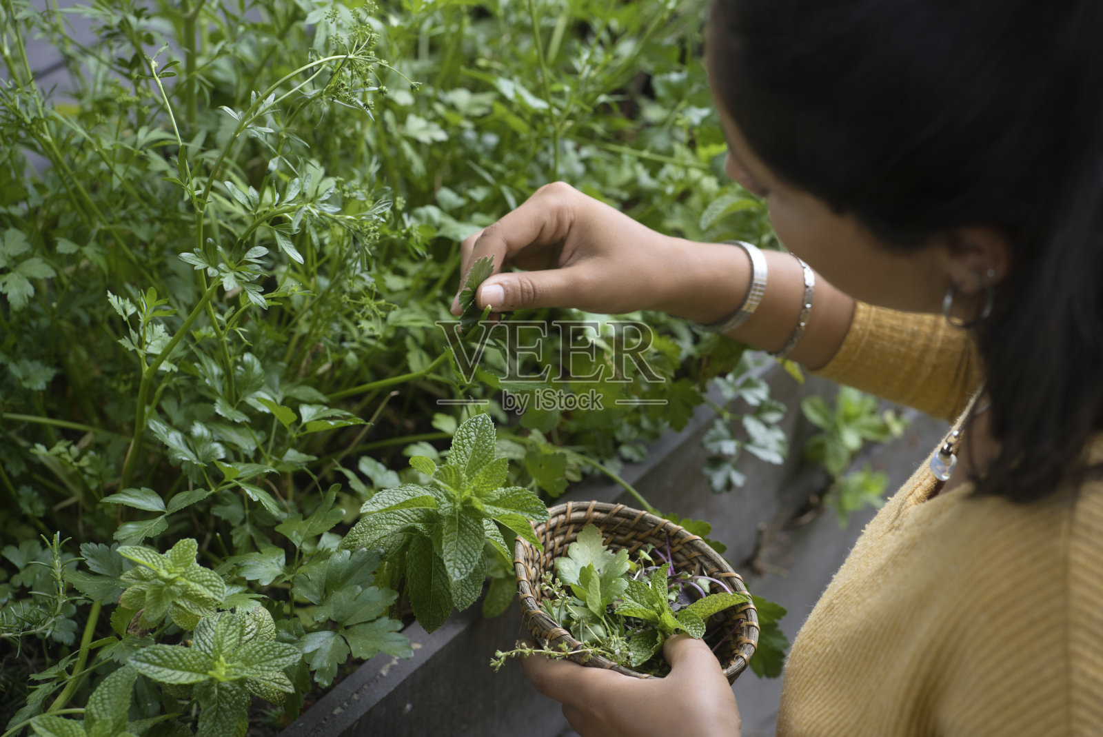一个女人正在采摘一些芳香的草药照片摄影图片