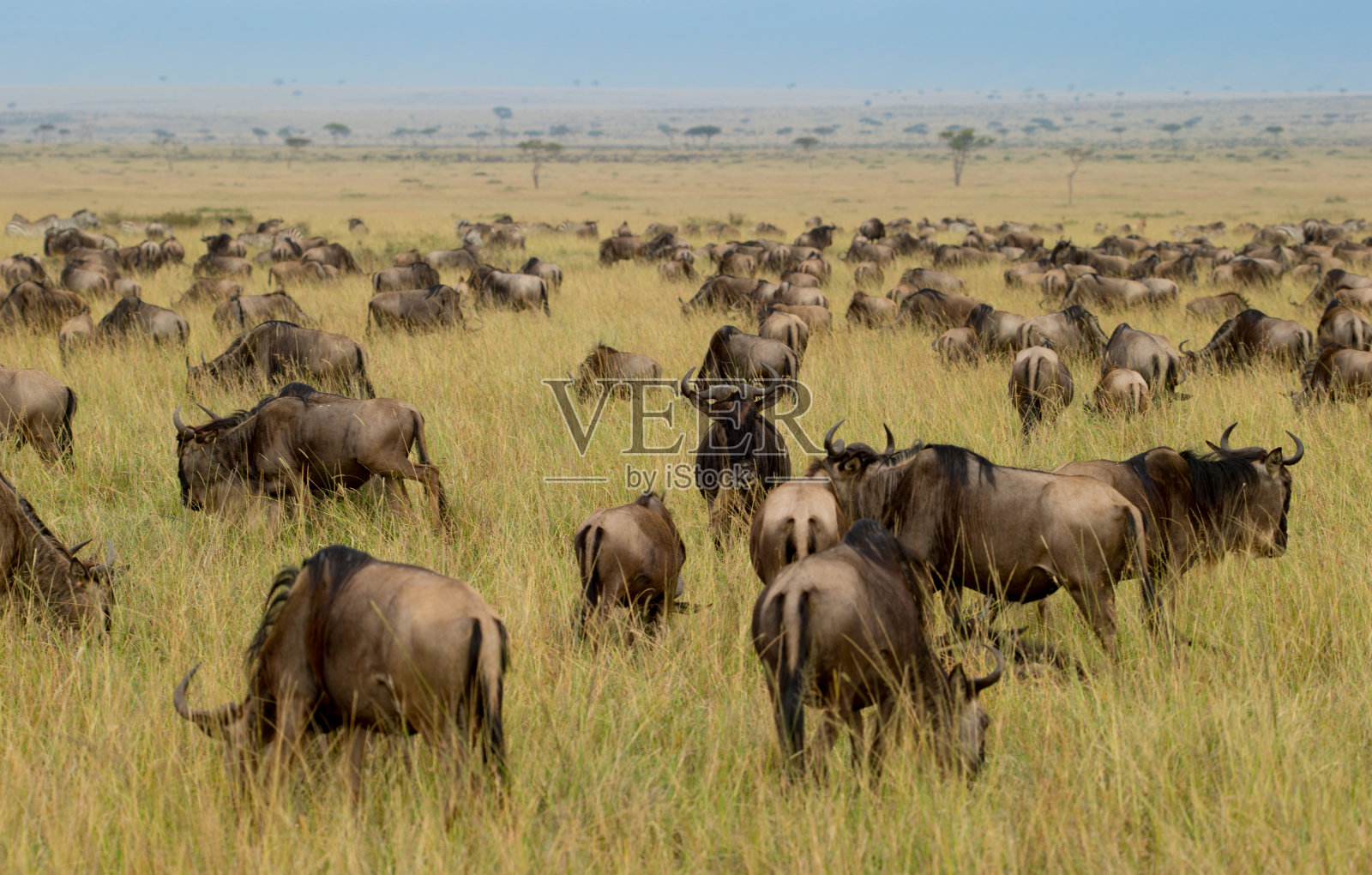 大迁徙中的角马照片摄影图片