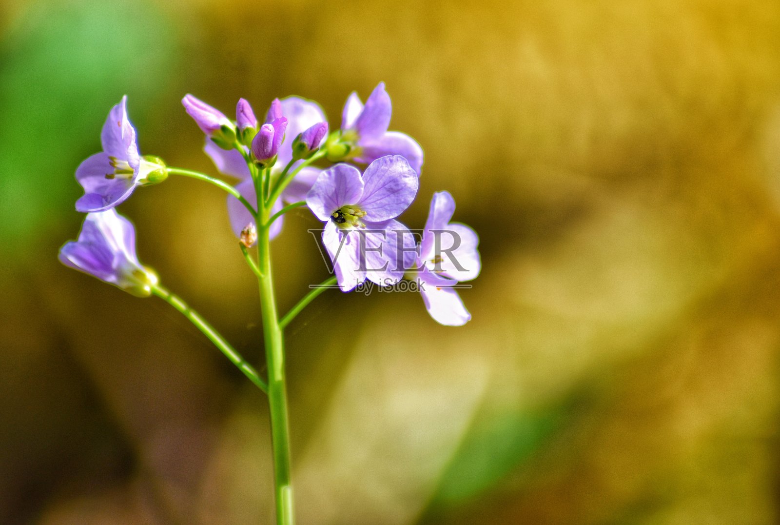 紫色的花照片摄影图片