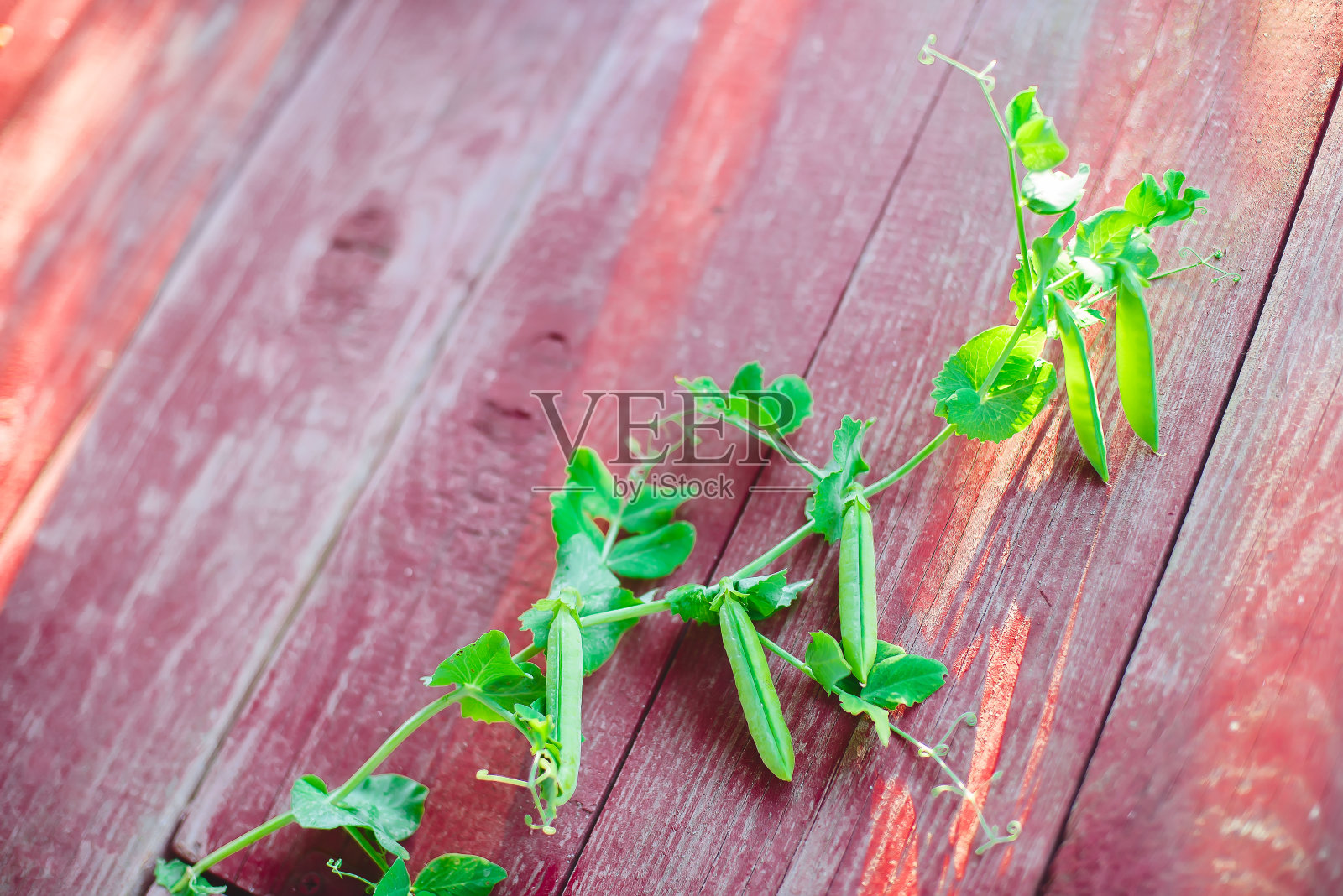 收成。茎与豌豆荚在木制的深红色木制背景。照片摄影图片