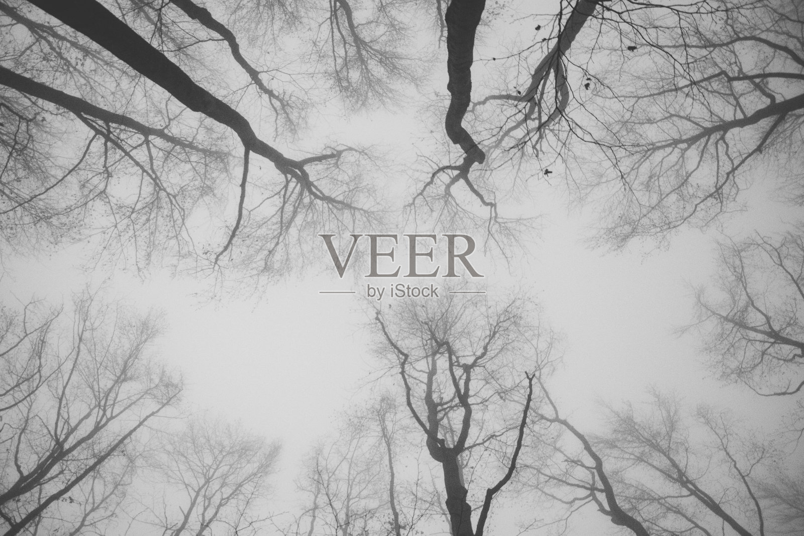 黑白压抑树木灰天雾蒙蒙的早晨照片摄影图片