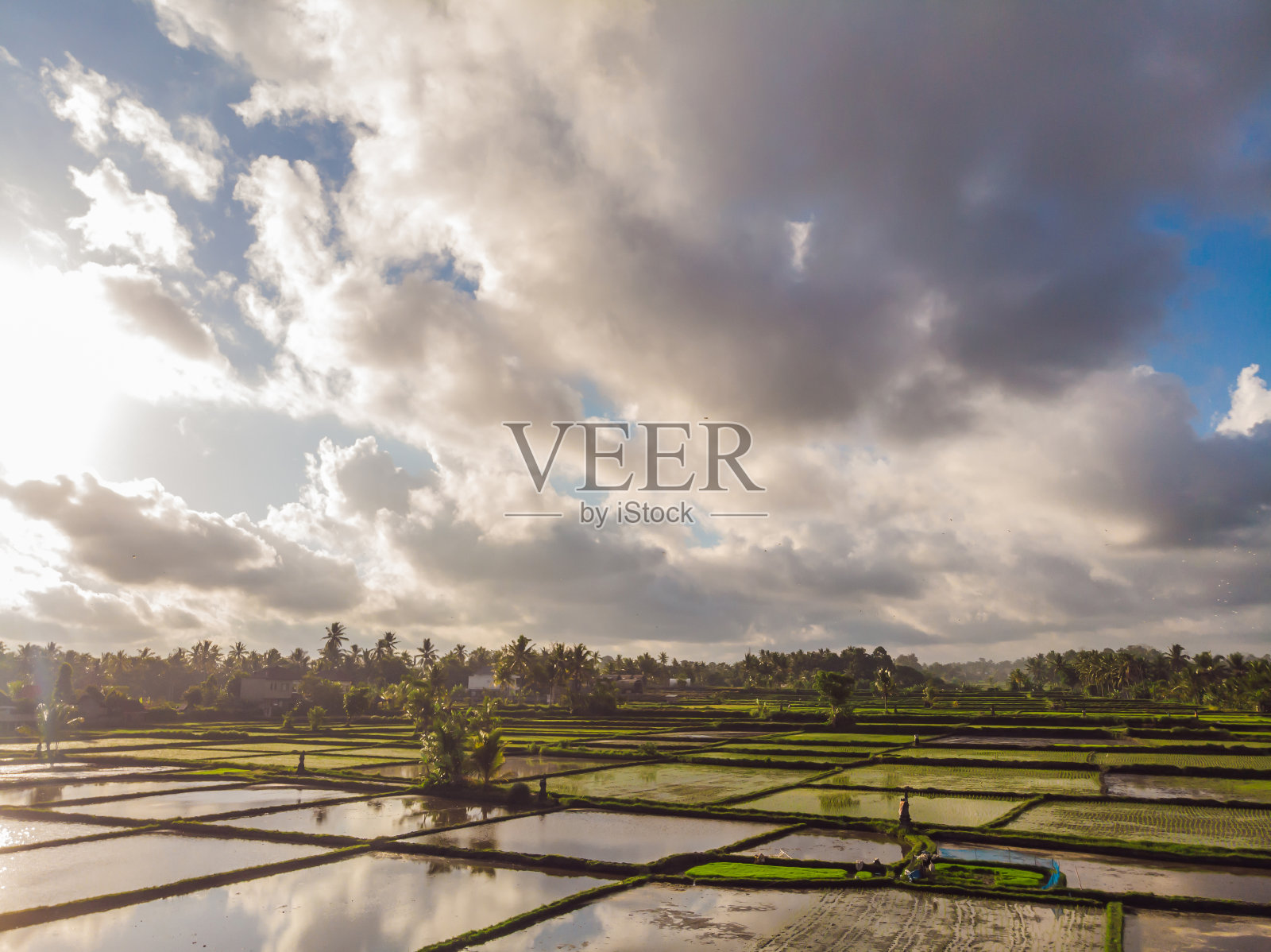 稻田航拍。美丽的梯田景象照片摄影图片