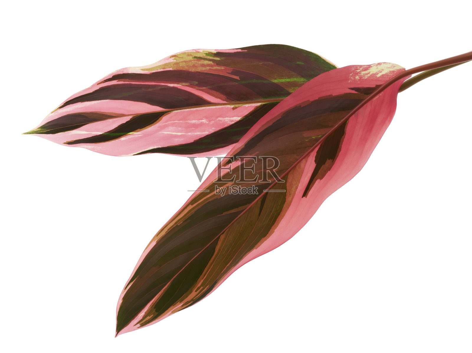 三星叶,热带叶孤立在白色背景上,有修剪路径照片摄影图片