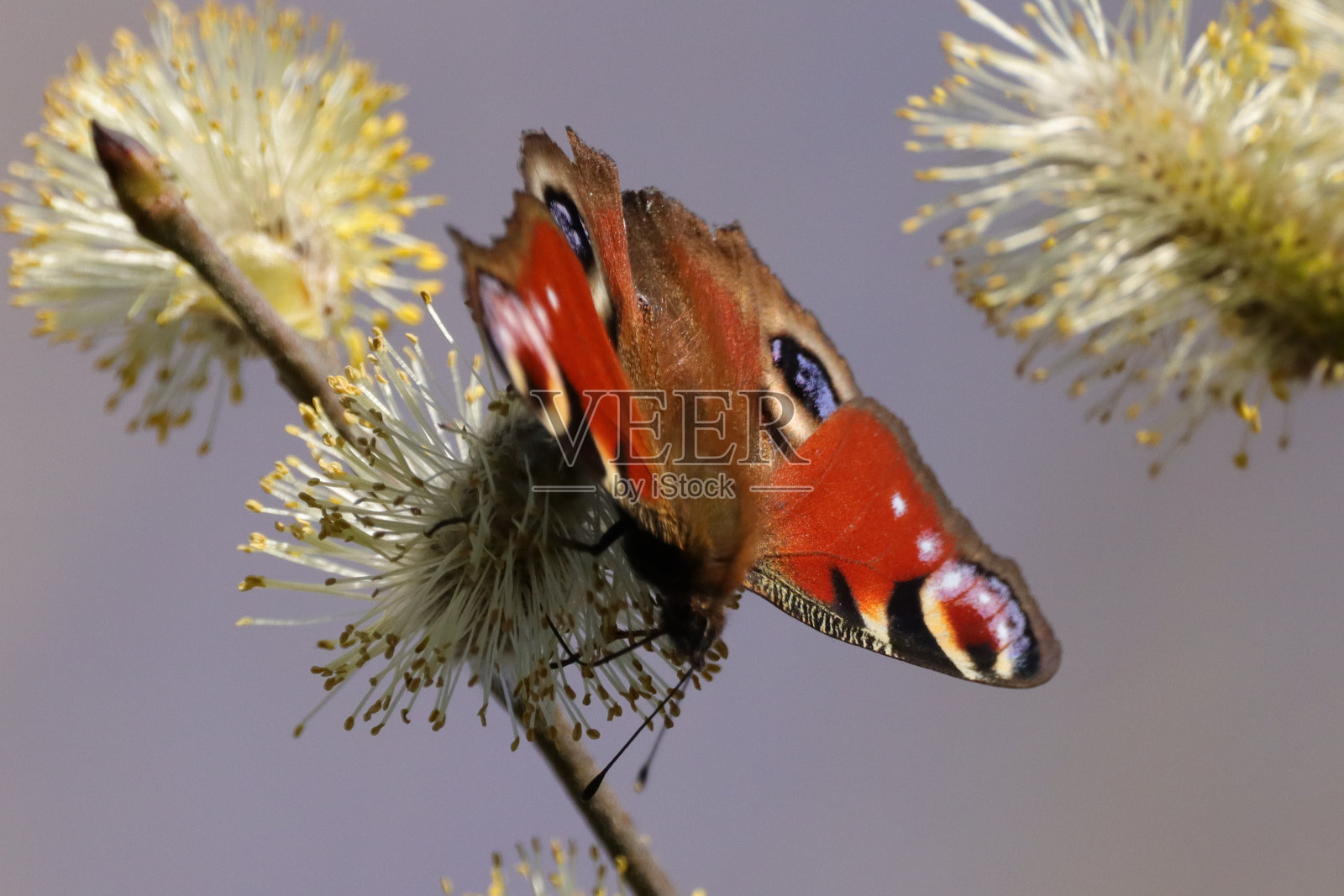 每日的孔雀(阿格莱伊)照片摄影图片