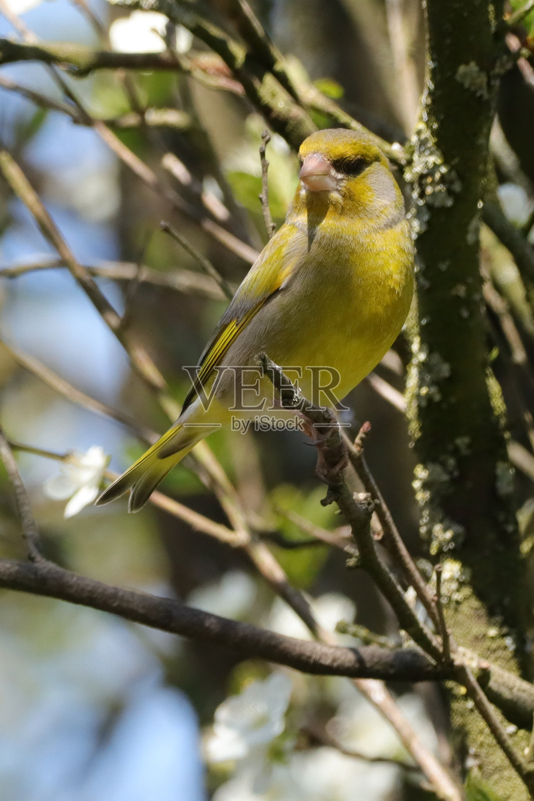欧洲Verdier(金丝玫瑰-金丝玫瑰)照片摄影图片