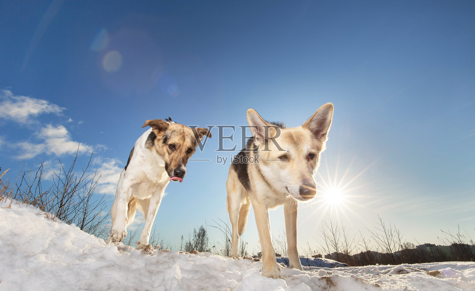 两只强壮健康的杂种狗在冬天的田野里照片摄影图片