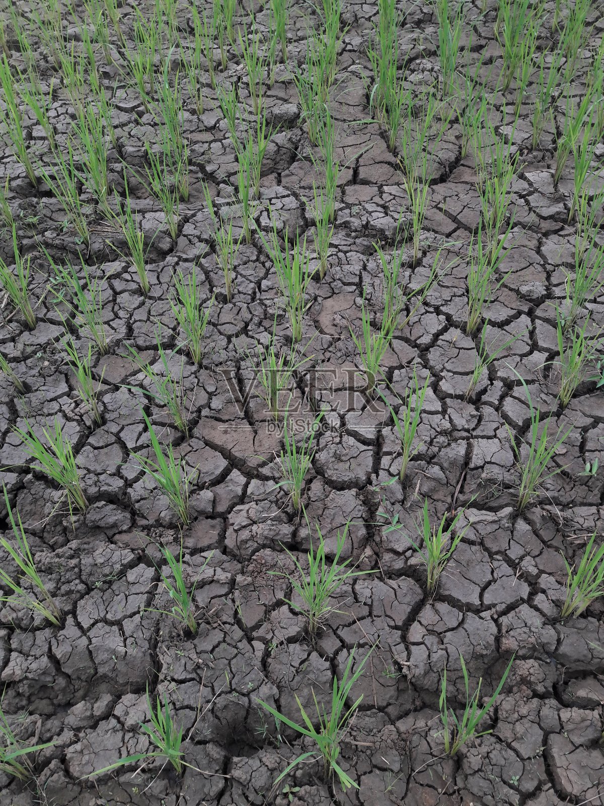 稻田中干燥土壤质地照片照片摄影图片