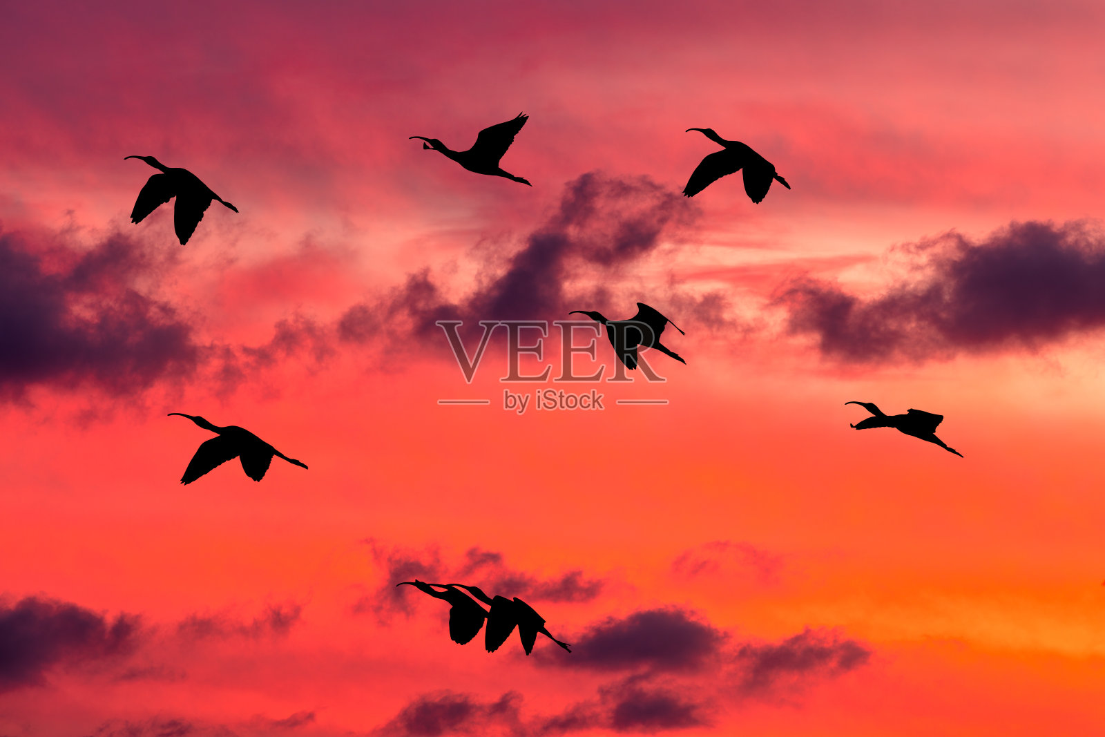 日落鸟振奋鼓舞的旅程照片摄影图片