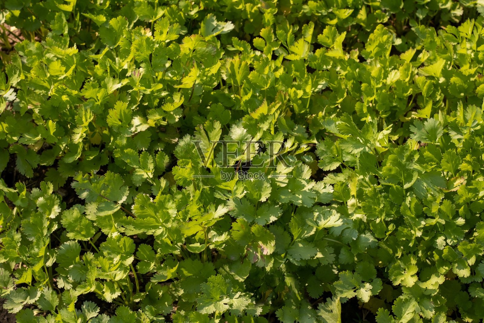有机香菜叶在耕作的农田与选择焦点,也被称为Dhania或香菜照片摄影图片