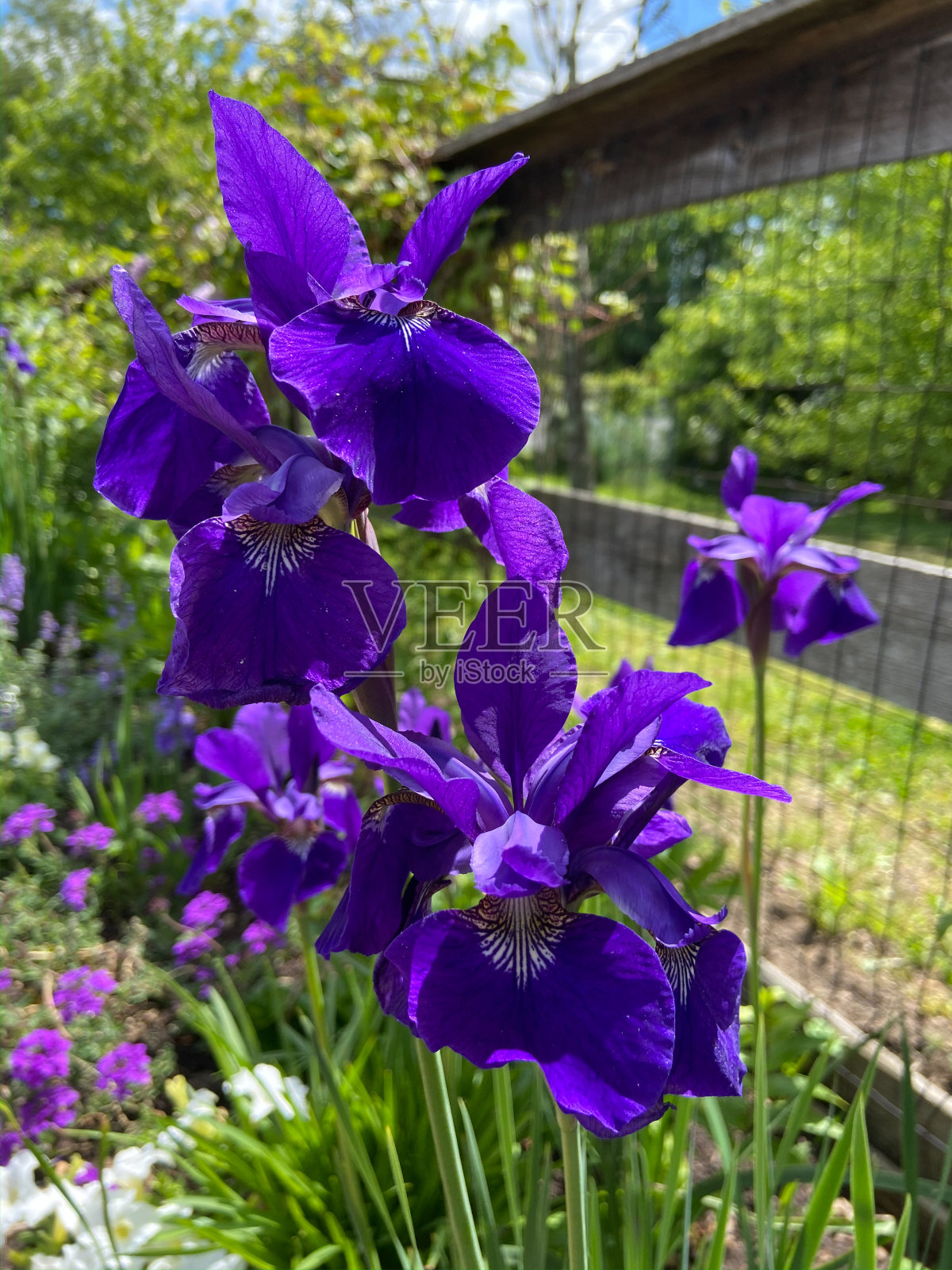 紫色蝴蝶花在春天的花园照片摄影图片