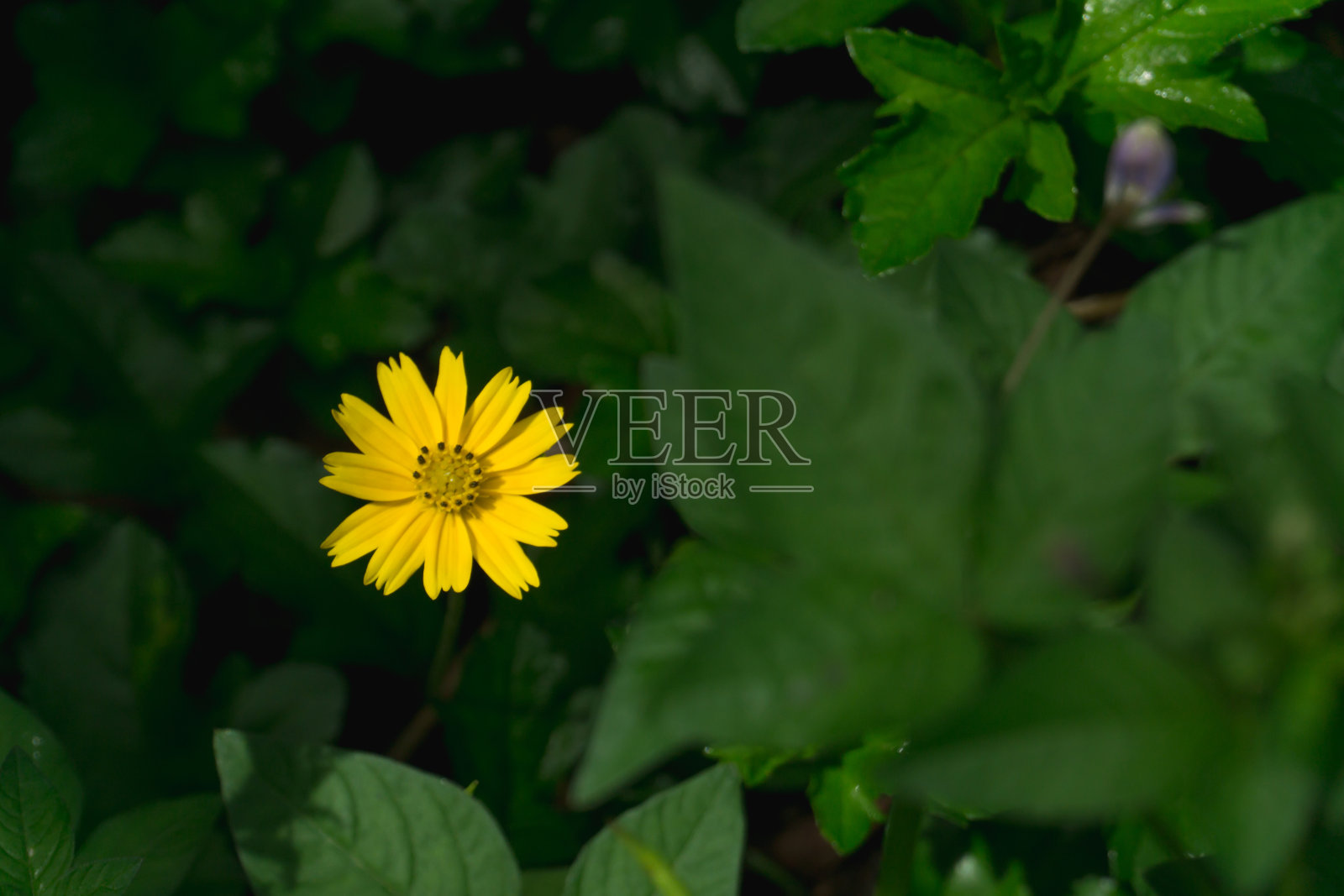 三叶蟛蜞菊花,美丽的花为背景照片摄影图片