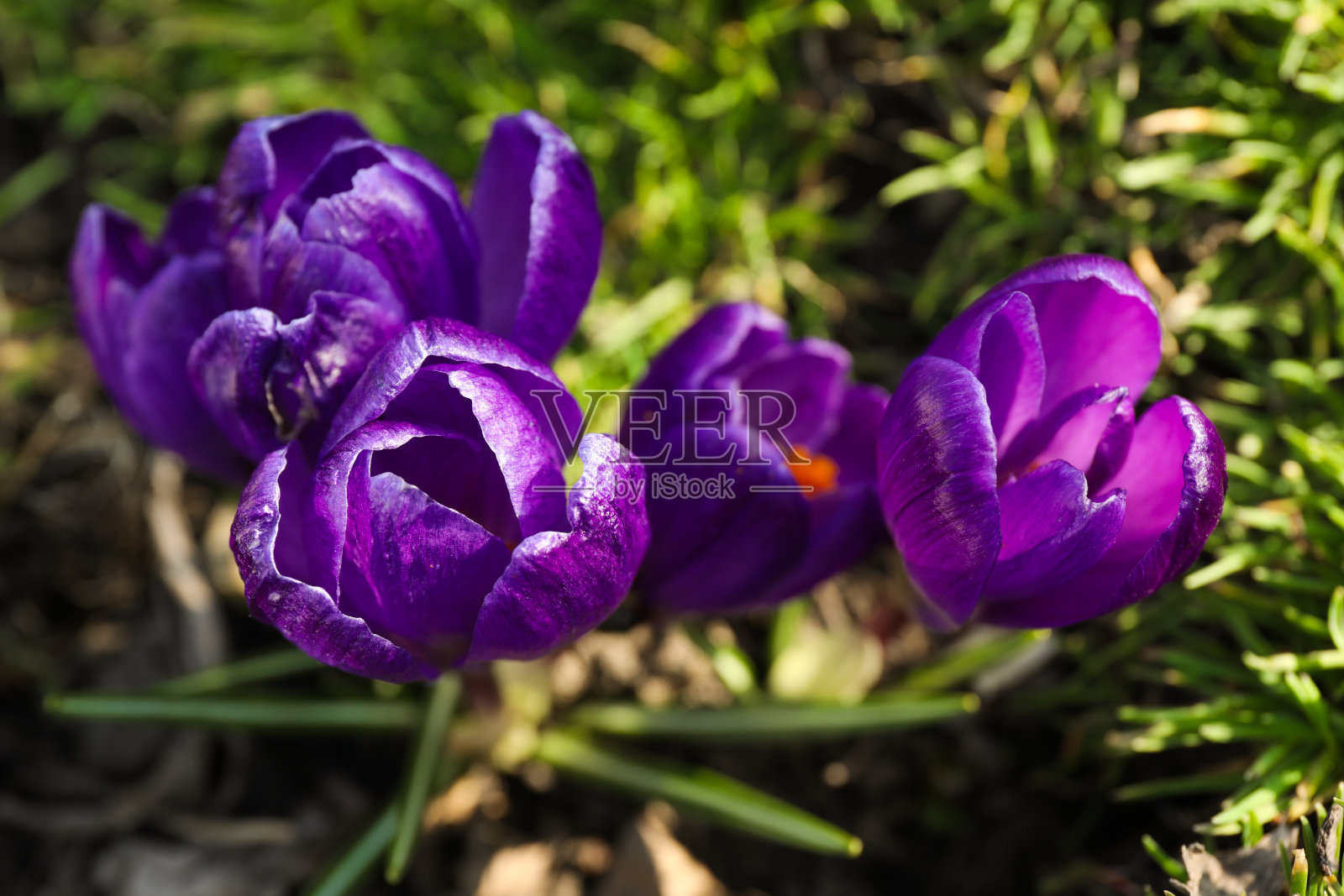 美丽的紫色藏红花生长在花园里,特写照片摄影图片