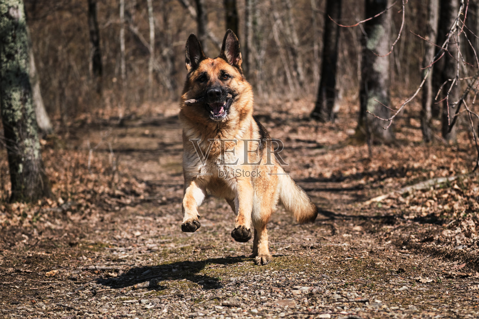 狗在秋天在公园里跑得很快,啃着树枝。快乐牧羊脸正面观。美丽的红色和黑色德国牧羊犬沿着狭窄的森林小径和玩木棍。照片摄影图片