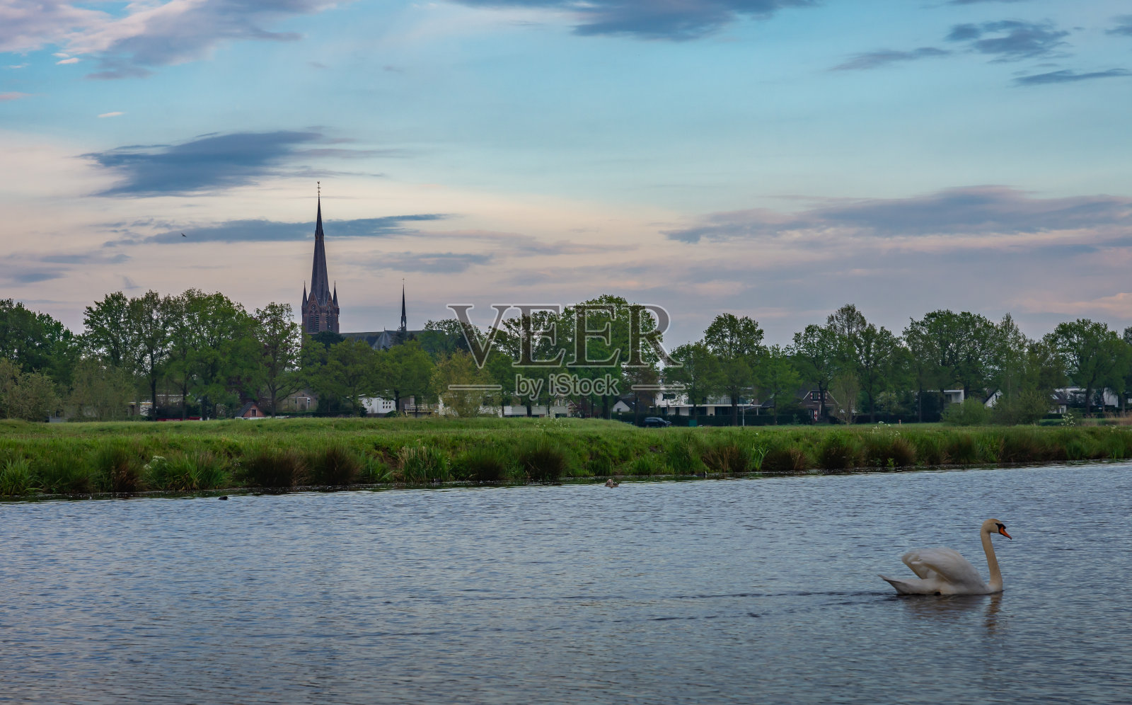 北布拉班特布雷达市附近的马克达自然保护区的教堂和天鹅景观照片摄影图片