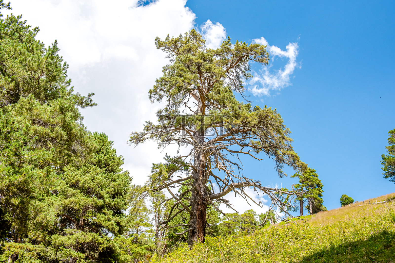 松树在背景与美丽的天气蓝色的天空与复制空间在一个蓝色的背景左边照片摄影图片