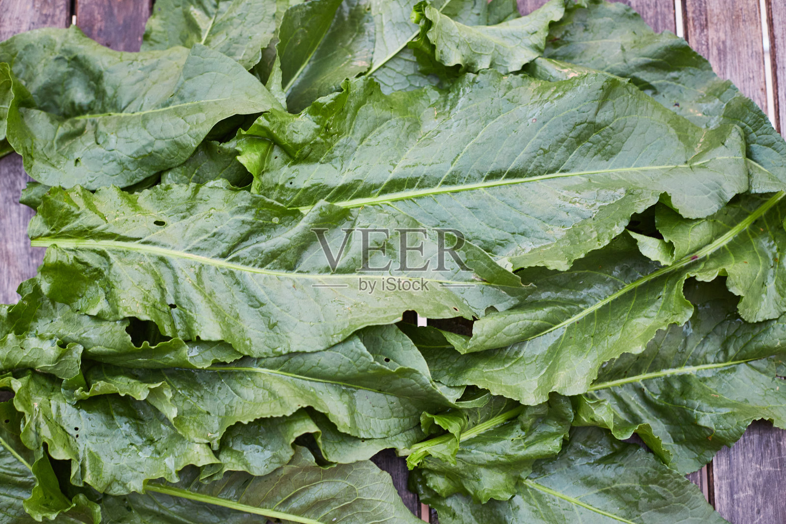 码头绿色叶子照片摄影图片