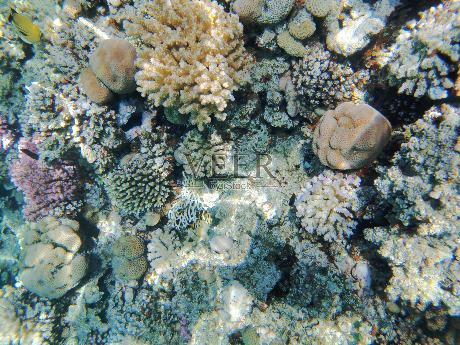 埃及马凯迪湾的珊瑚礁照片摄影图片