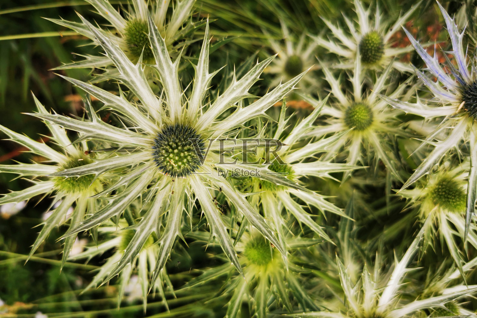 海冬青、杏花照片摄影图片