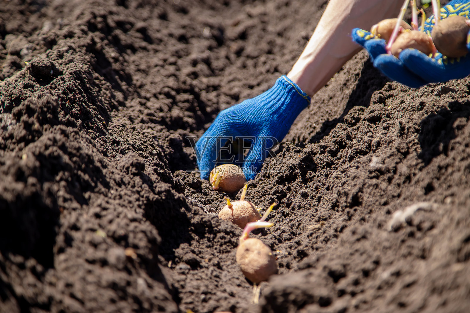 人在地上种植马铃薯有选择性的重点照片摄影图片