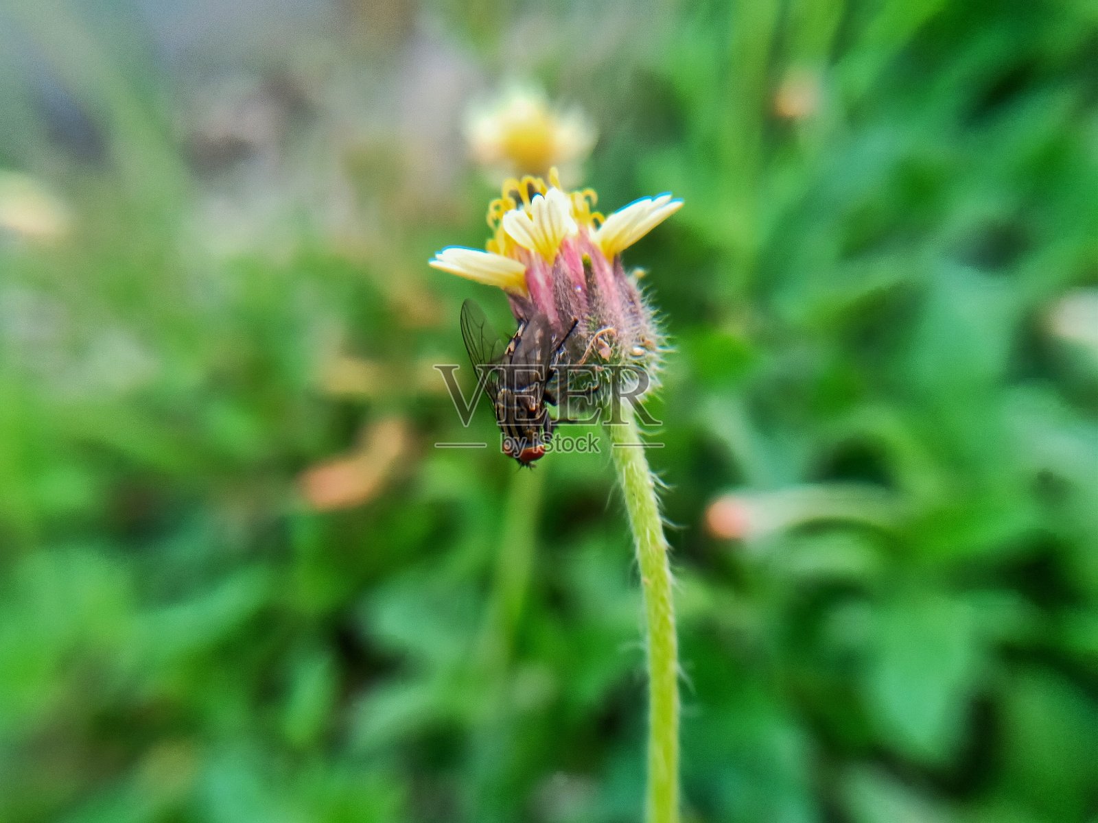 黑色的飞照片摄影图片