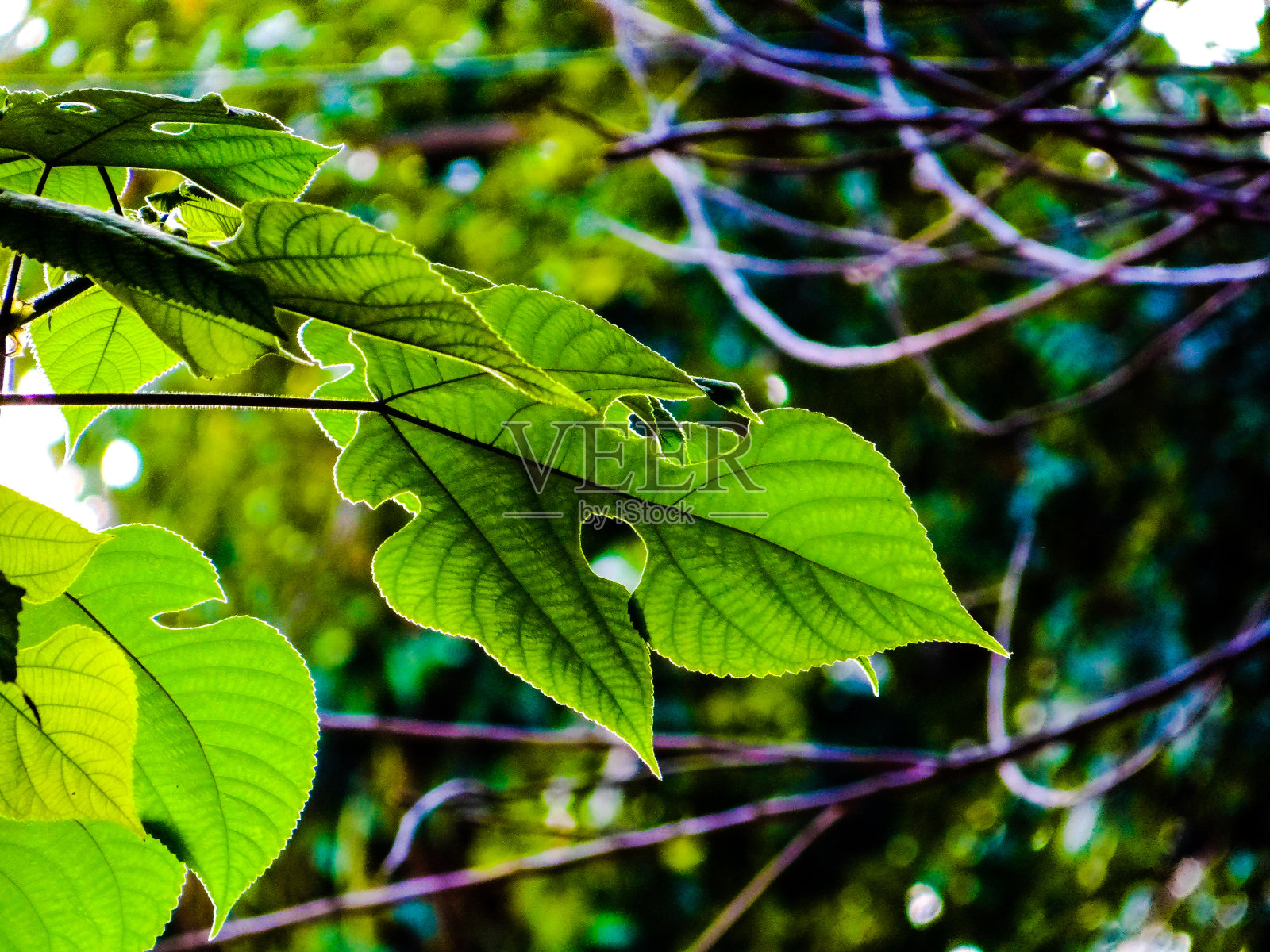 绿色的纹理照片摄影图片