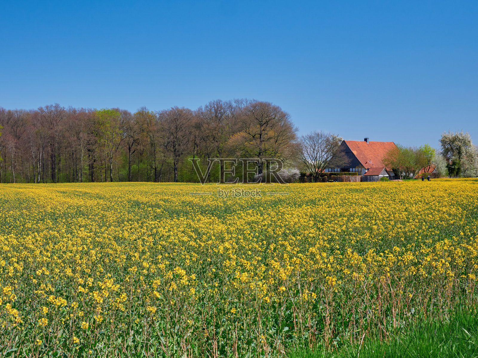 黄澄澄的油菜田照片摄影图片
