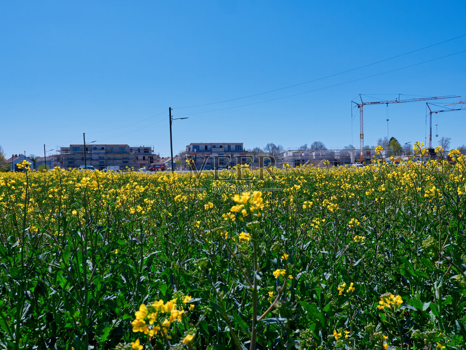 黄澄澄的油菜田照片摄影图片