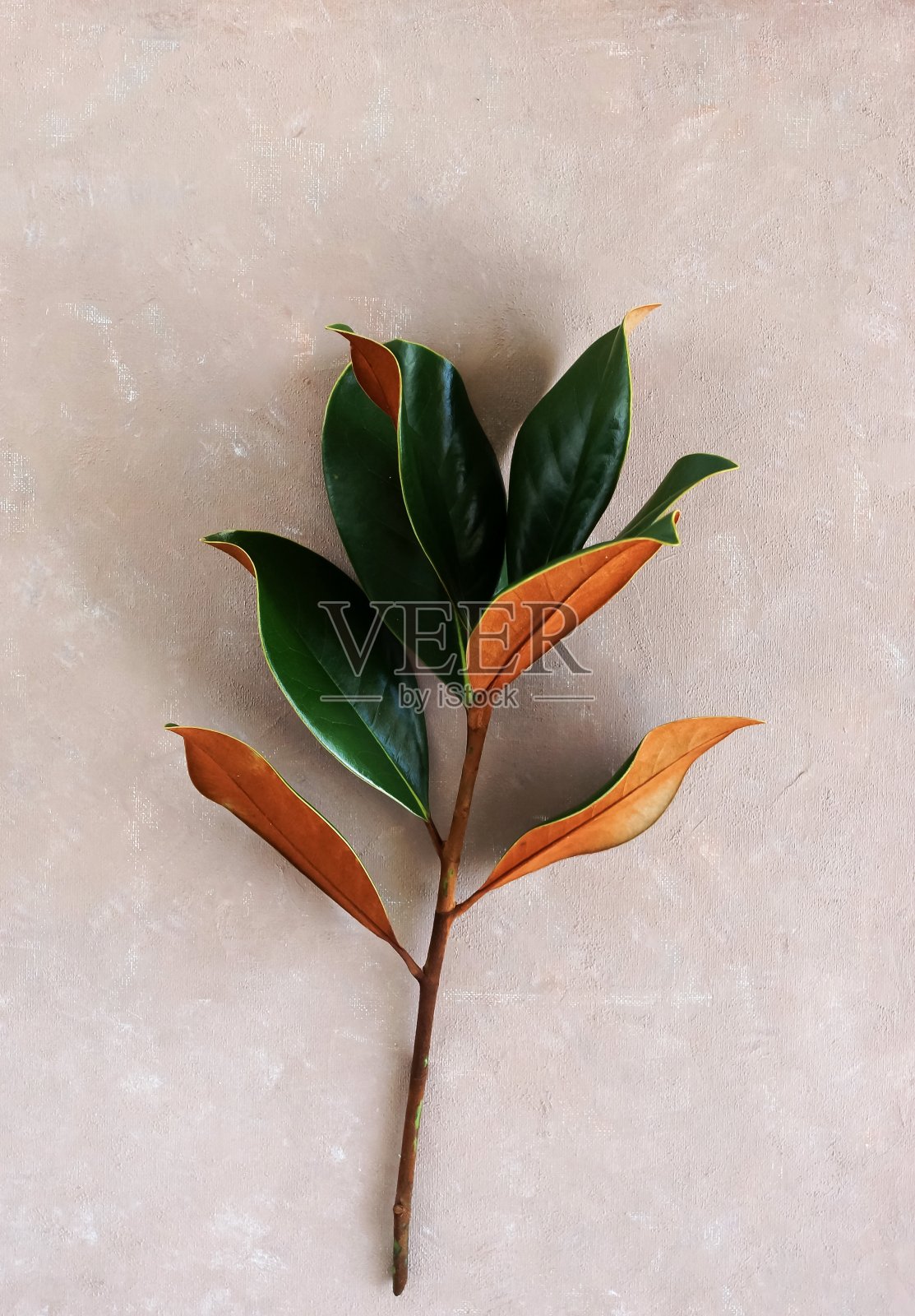 木兰花叶在米色绘画背景俯视图。最小的花卡。海报照片摄影图片