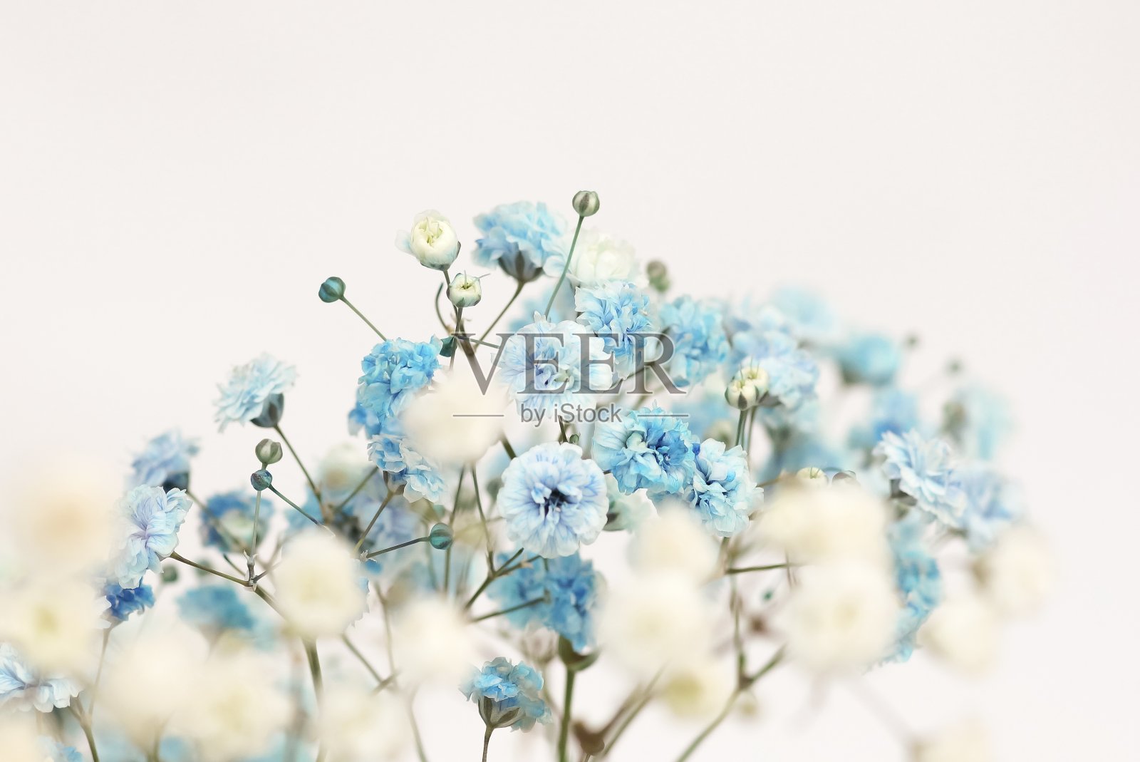蓝色的gypsophila花或婴儿的呼吸花靠近白色背景选择焦点。宏花纹理。海报照片摄影图片