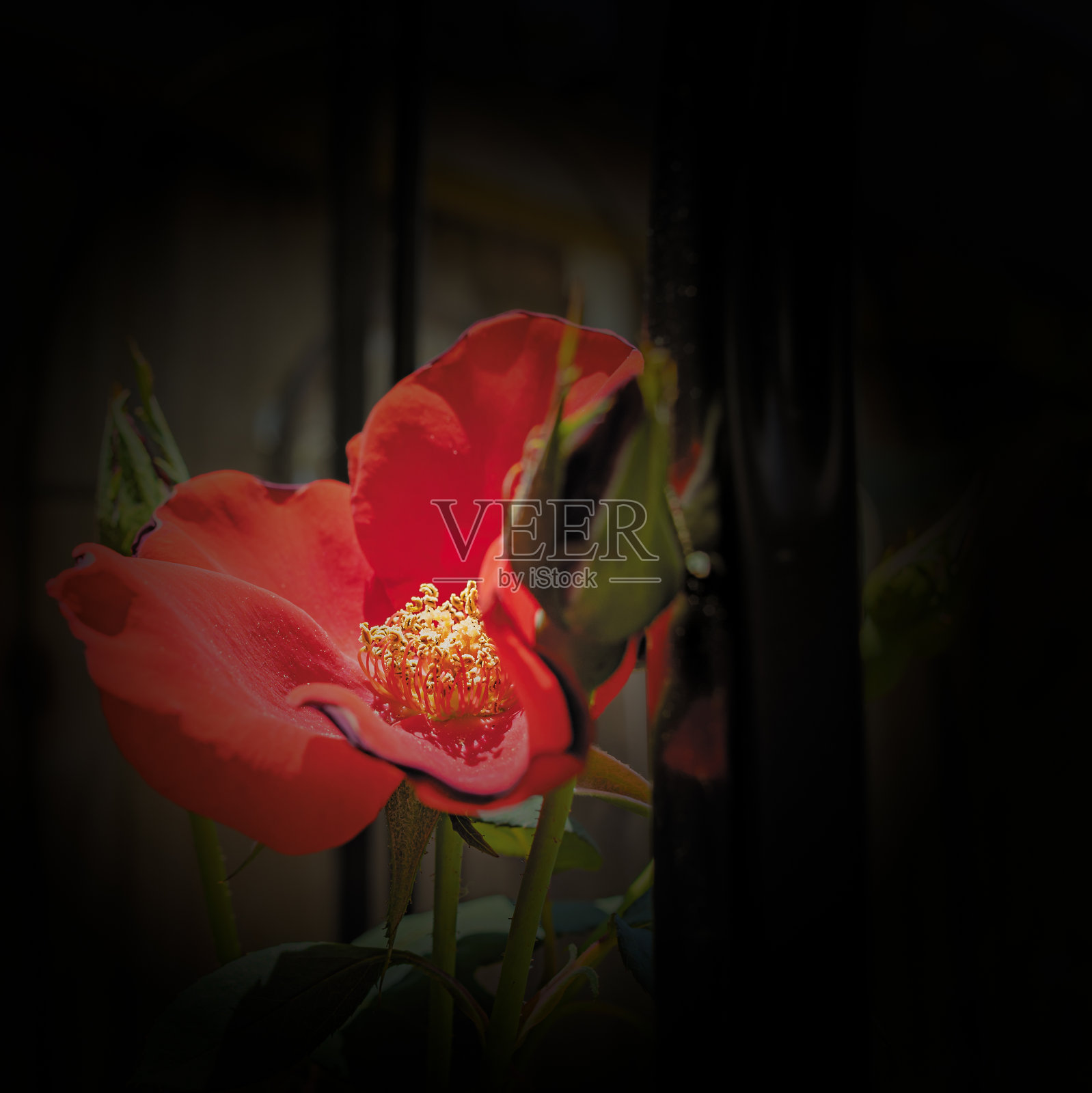 透过镜头看Altissimo照片摄影图片