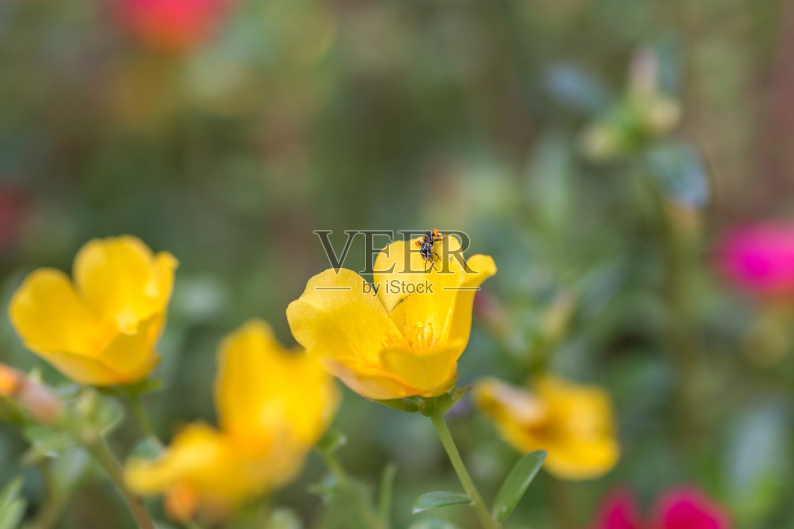一朵美丽的黄花由一只身上满是花粉粒的蜜蜂授粉照片摄影图片