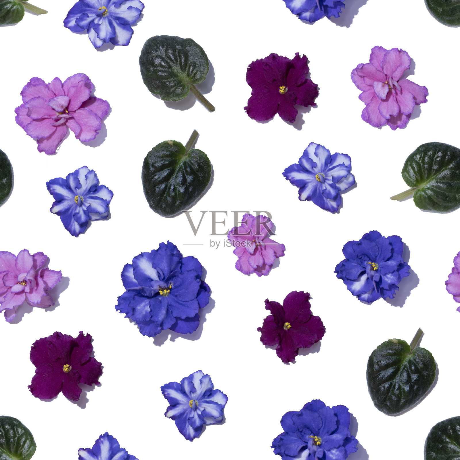 无缝图案与粉红色和蓝色紫罗兰花。紫罗兰头孤立在白色背景。照片摄影图片