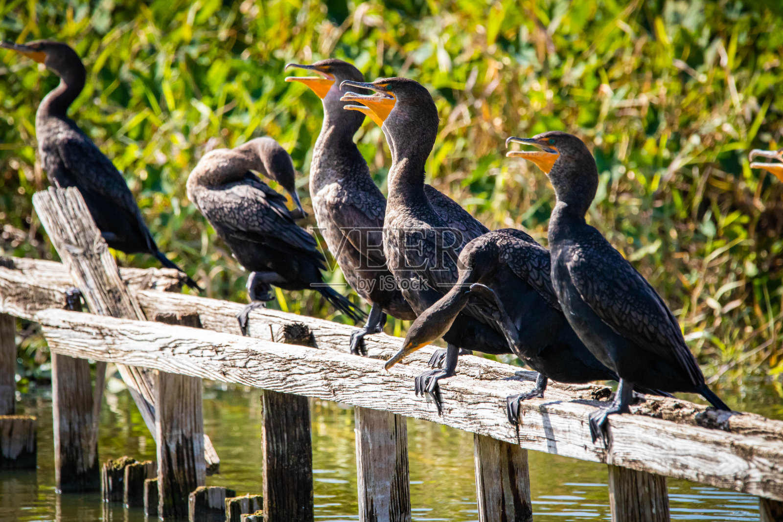 一群鸬鹚水鸟坐在长凳上照片摄影图片
