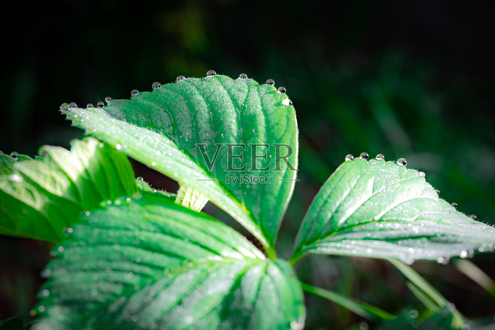 草莓植物的叶子,穗上有一串水滴照片摄影图片