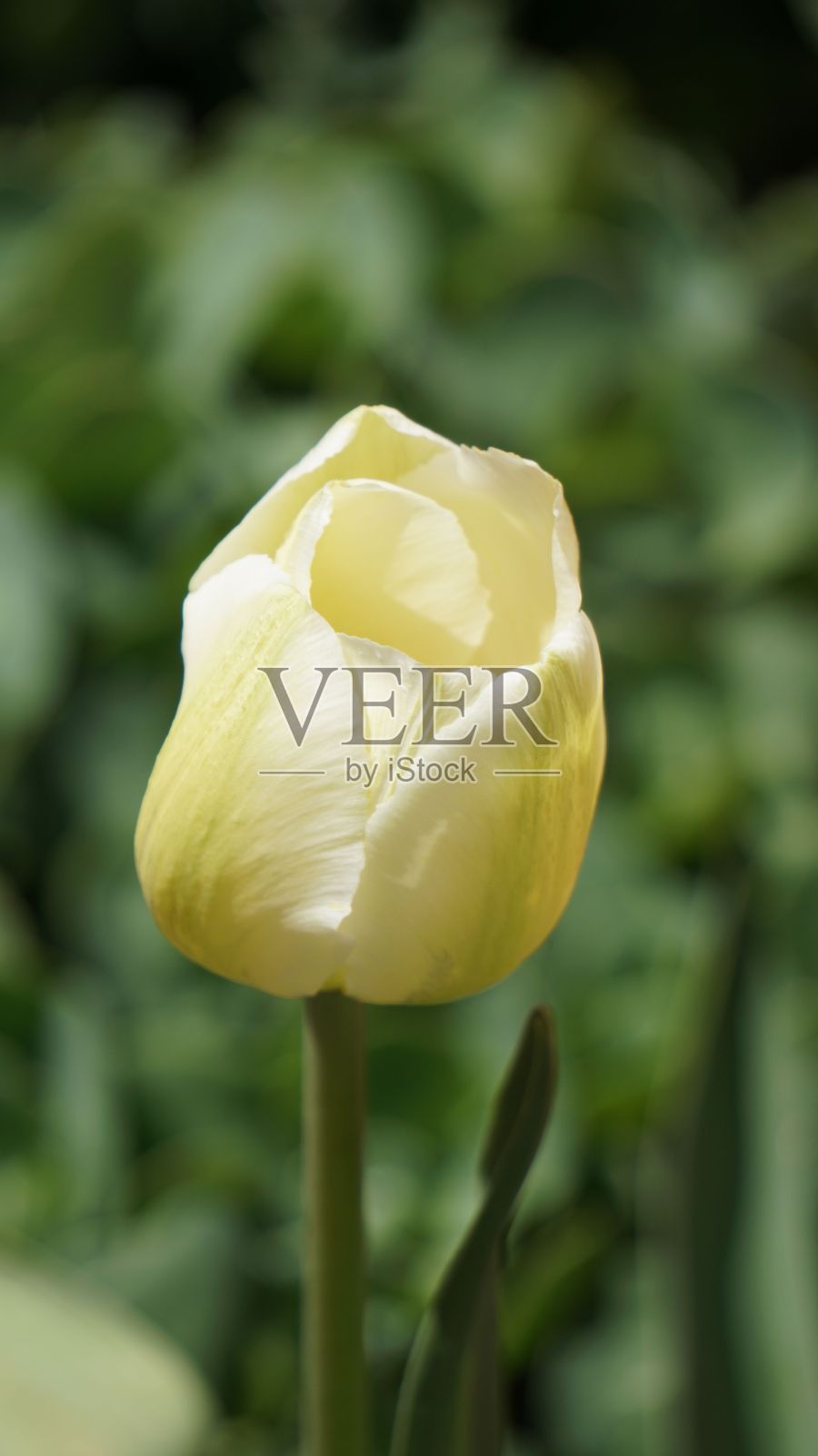 单瓣白色郁金香照片摄影图片