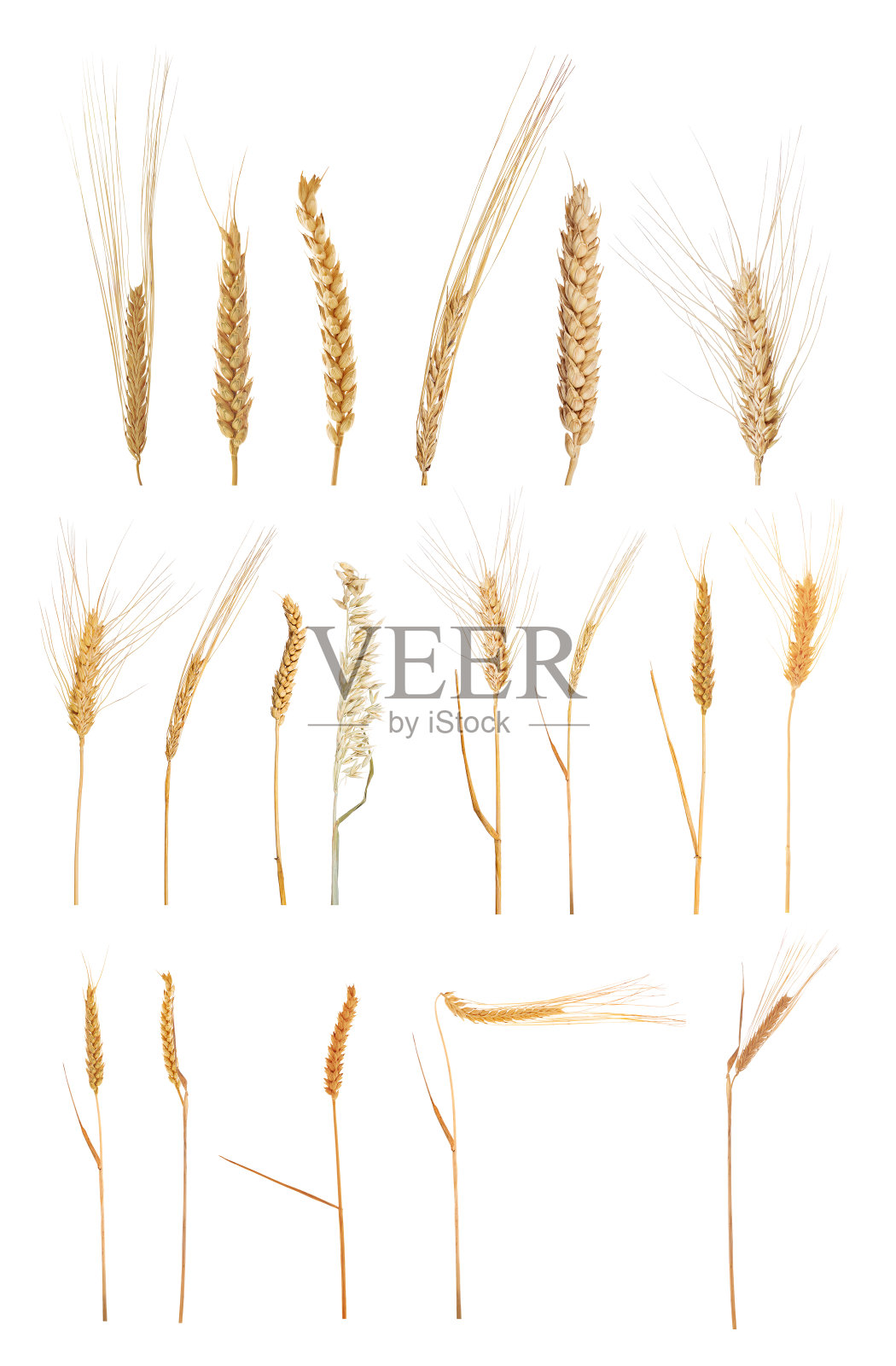 大组19种谷物孤立在白色上照片摄影图片