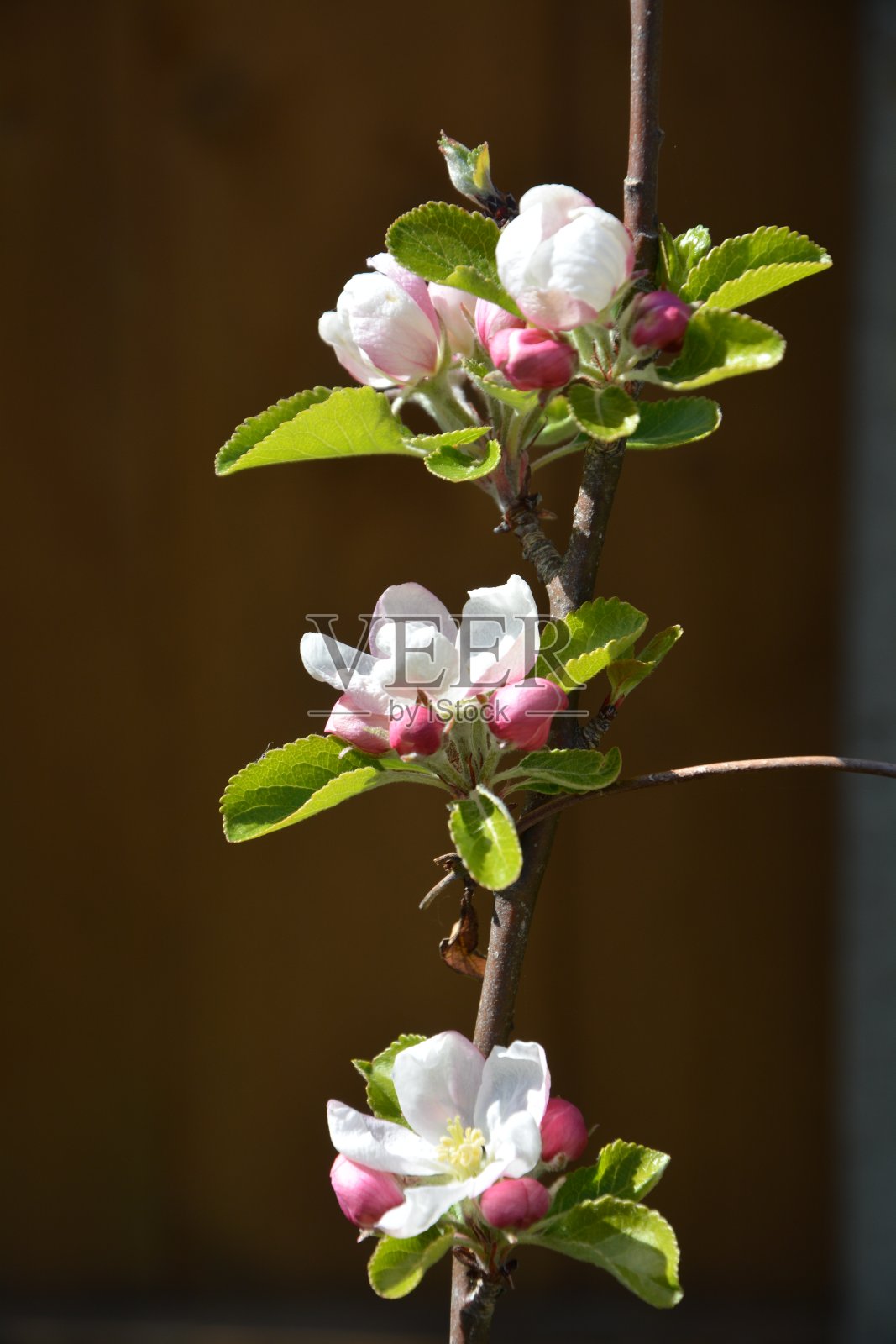 苹果花的种植过程在英国剑桥的一个花园三层照片摄影图片