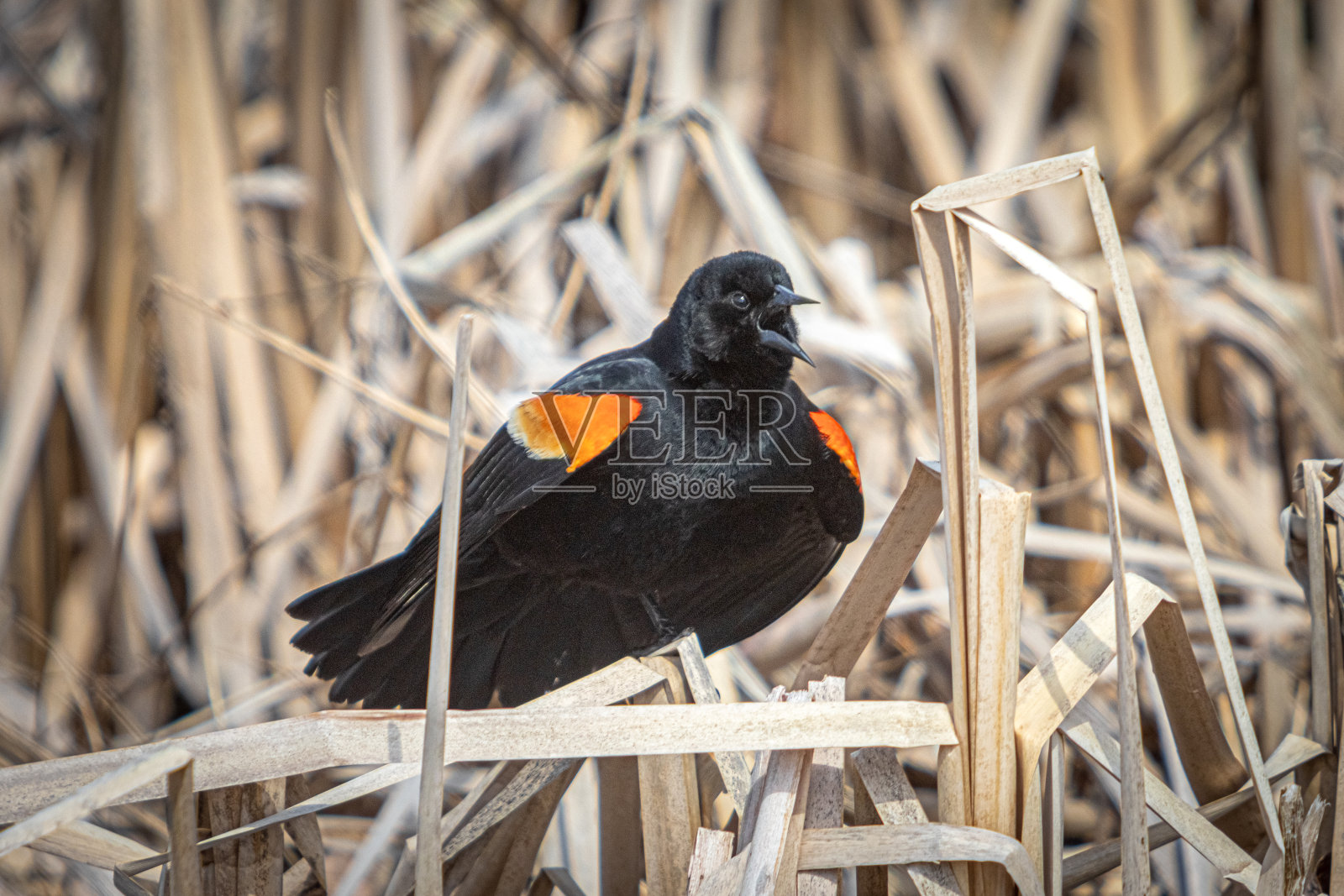 雄性肩章鸟,(凤凰鸟),红翅黑鸟。照片摄影图片