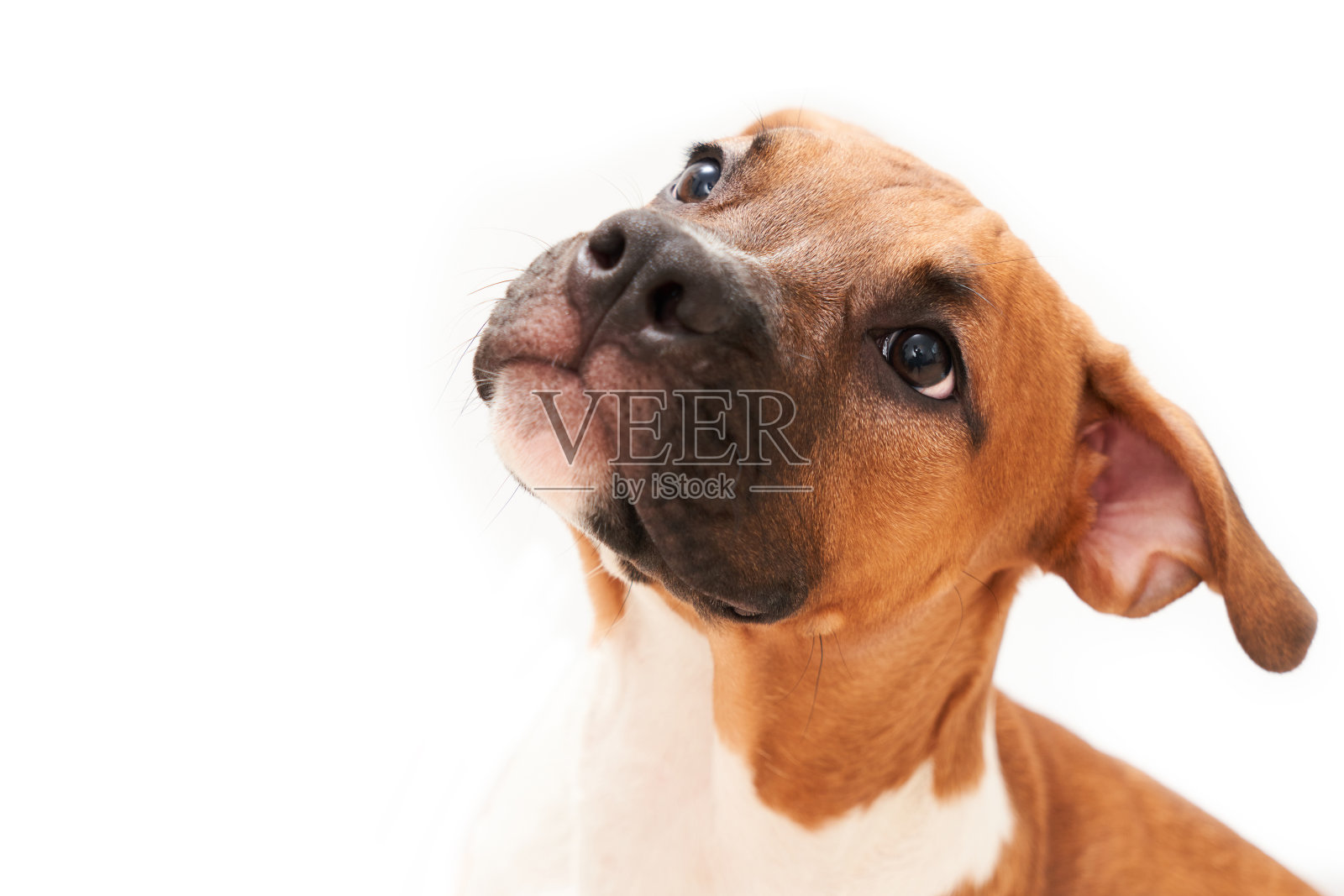 美国斯塔福德郡小狗肖像孤立在白色的背景。摄影棚里的狗嘴特写照片摄影图片