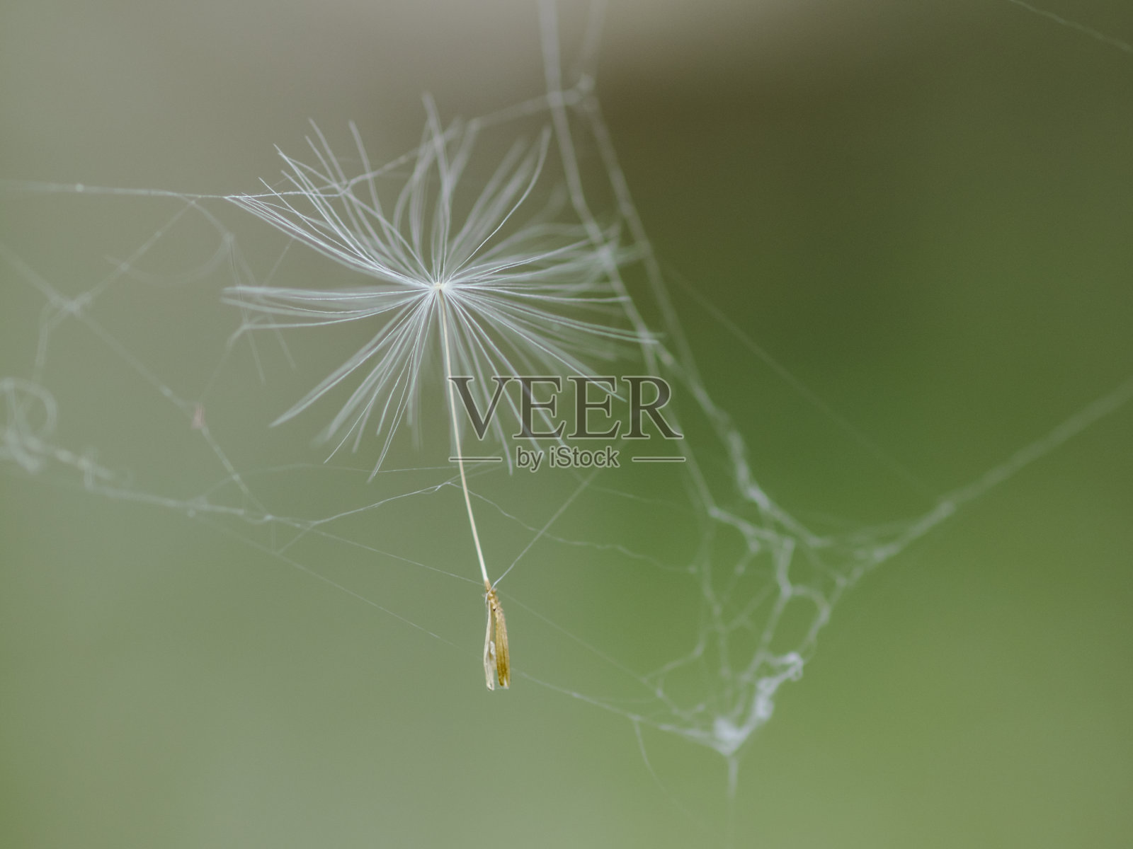 蒲公英的种子在蜘蛛网上飞舞照片摄影图片