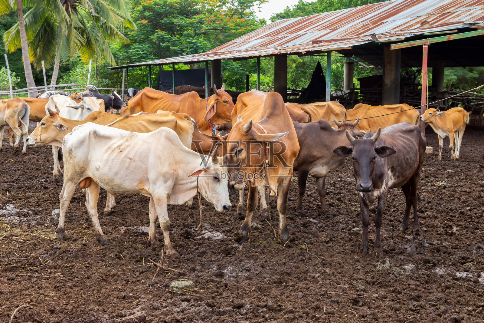 采购产品农田,动物,亚洲,牛,奶牛场照片摄影图片
