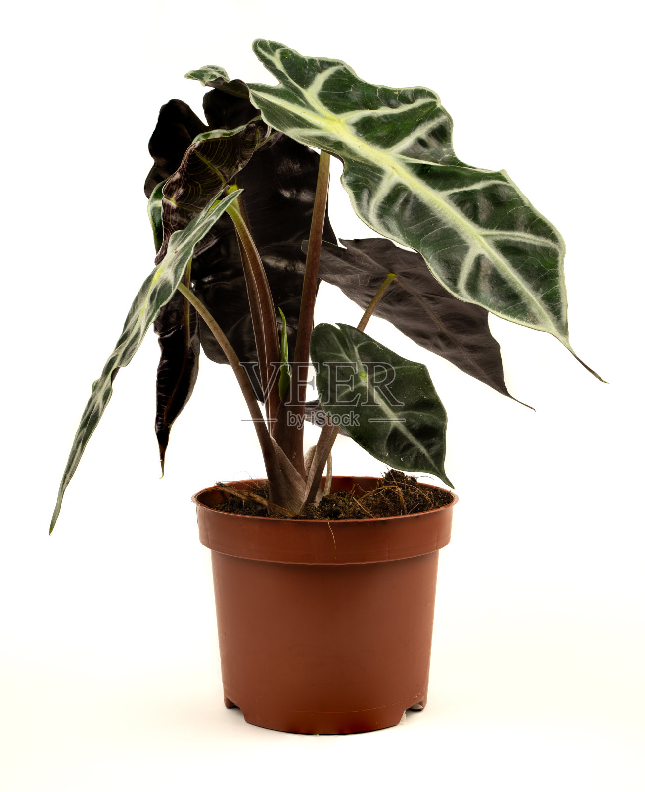 盆中白底山芋。照片摄影图片