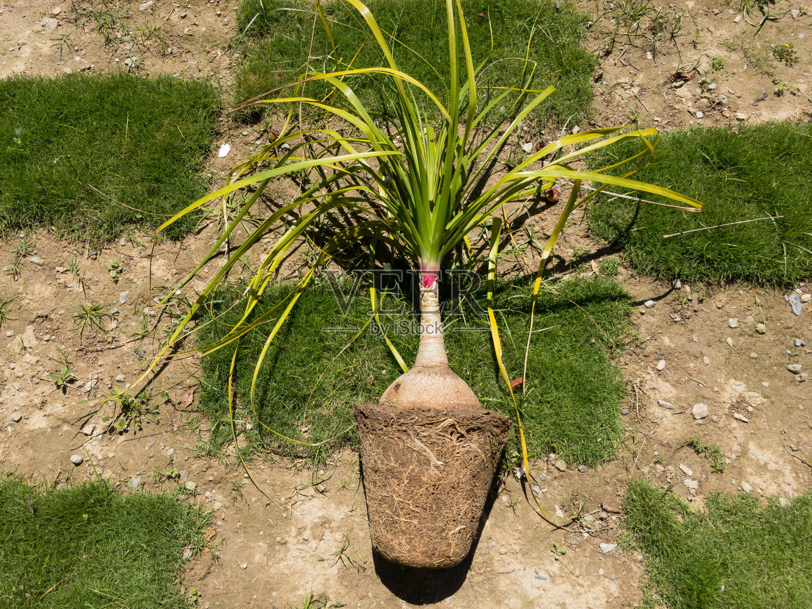 从俯视图看,掌叶根缘植物或象脚植物或掌叶根缘植物照片摄影图片