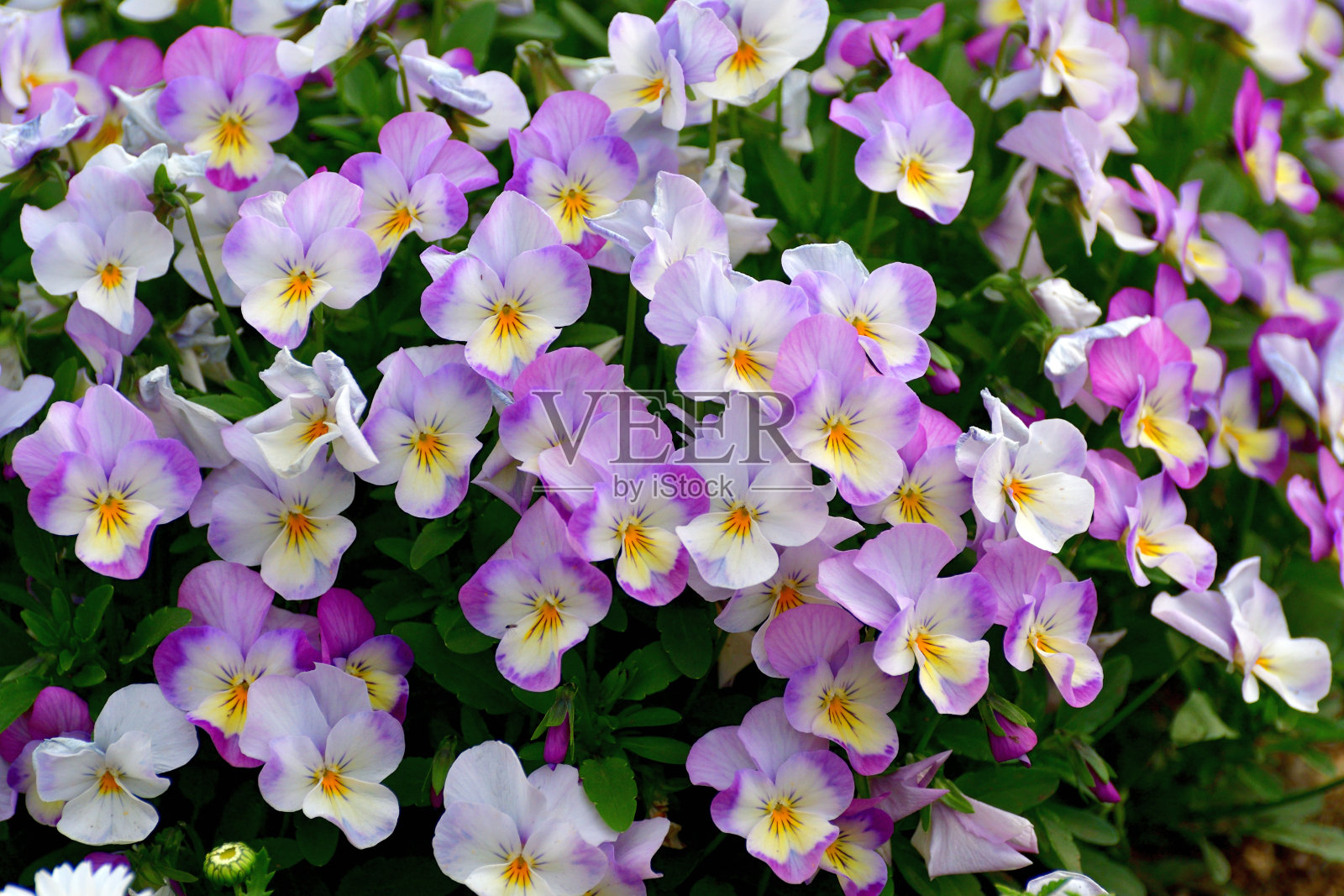 中提琴花照片摄影图片