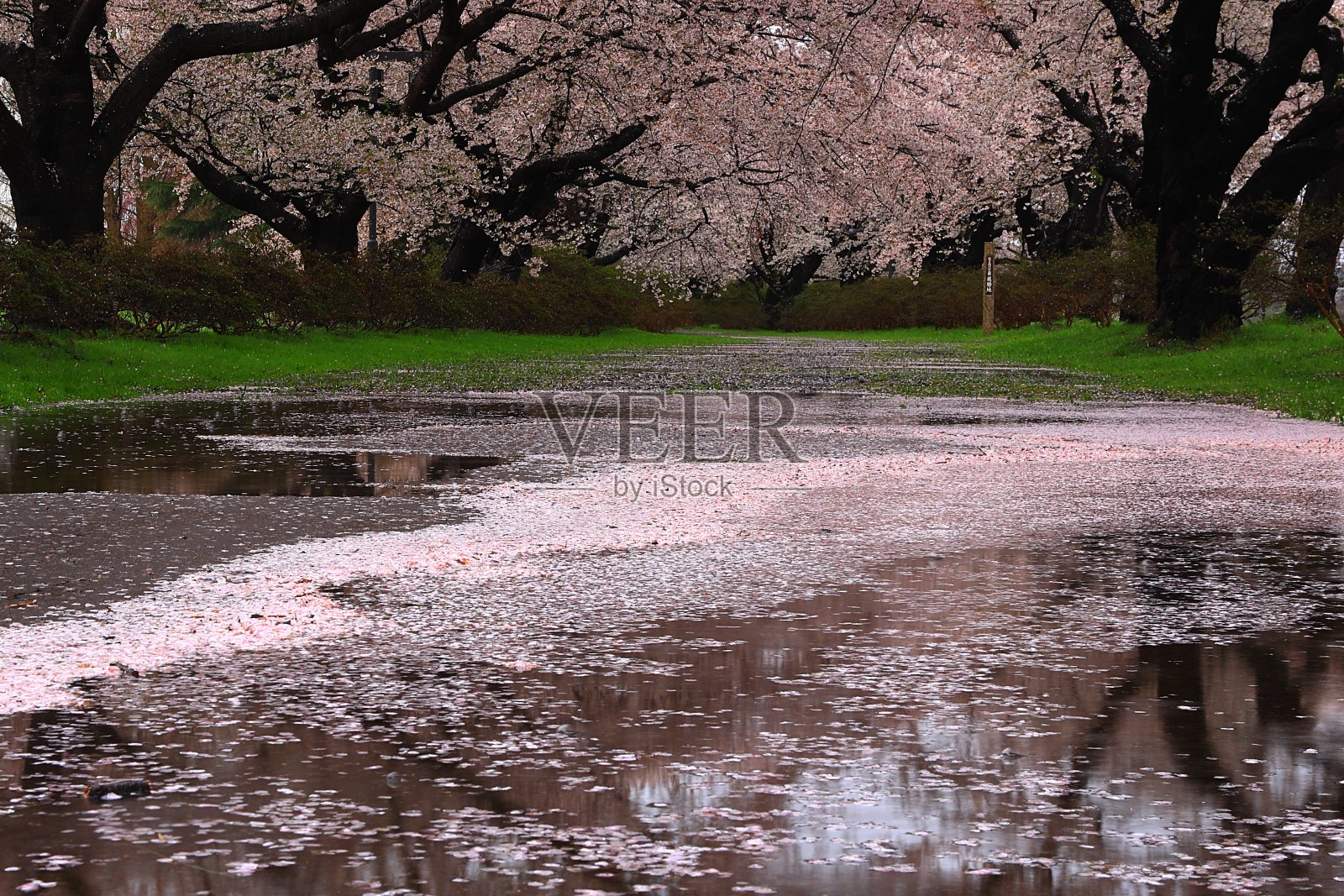 雨后一排樱花树照片摄影图片