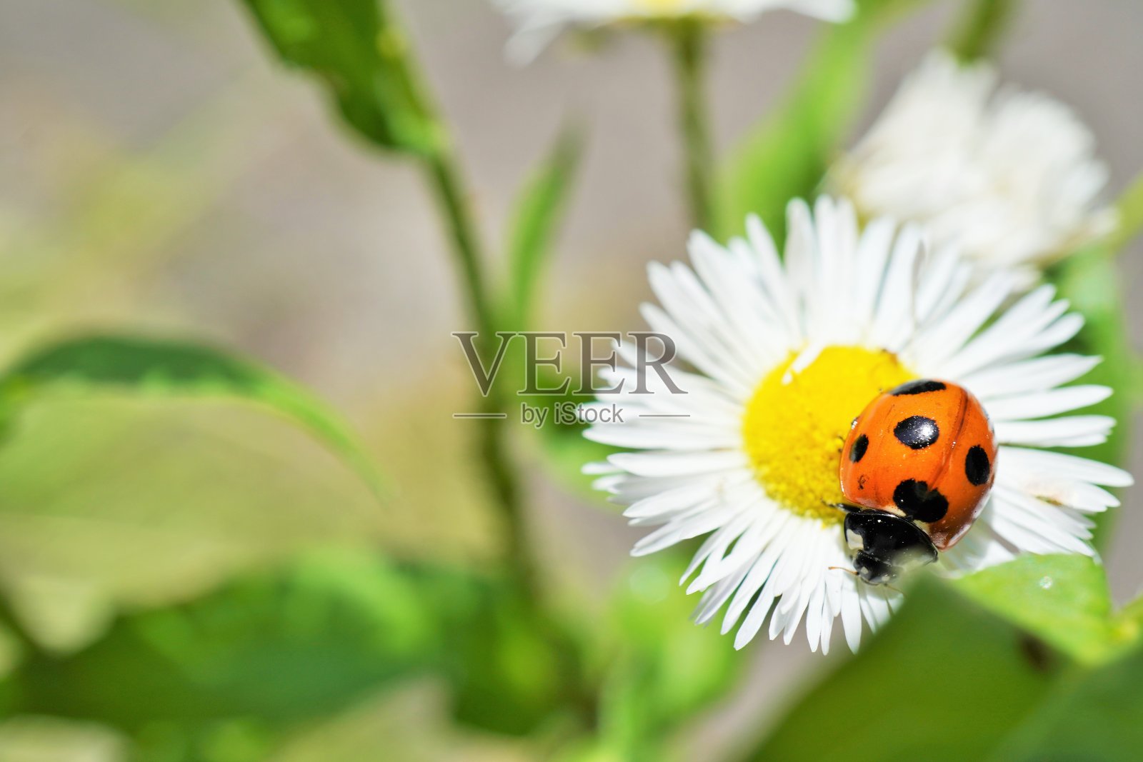 瓢虫骑在白色的东方雏菊上照片摄影图片